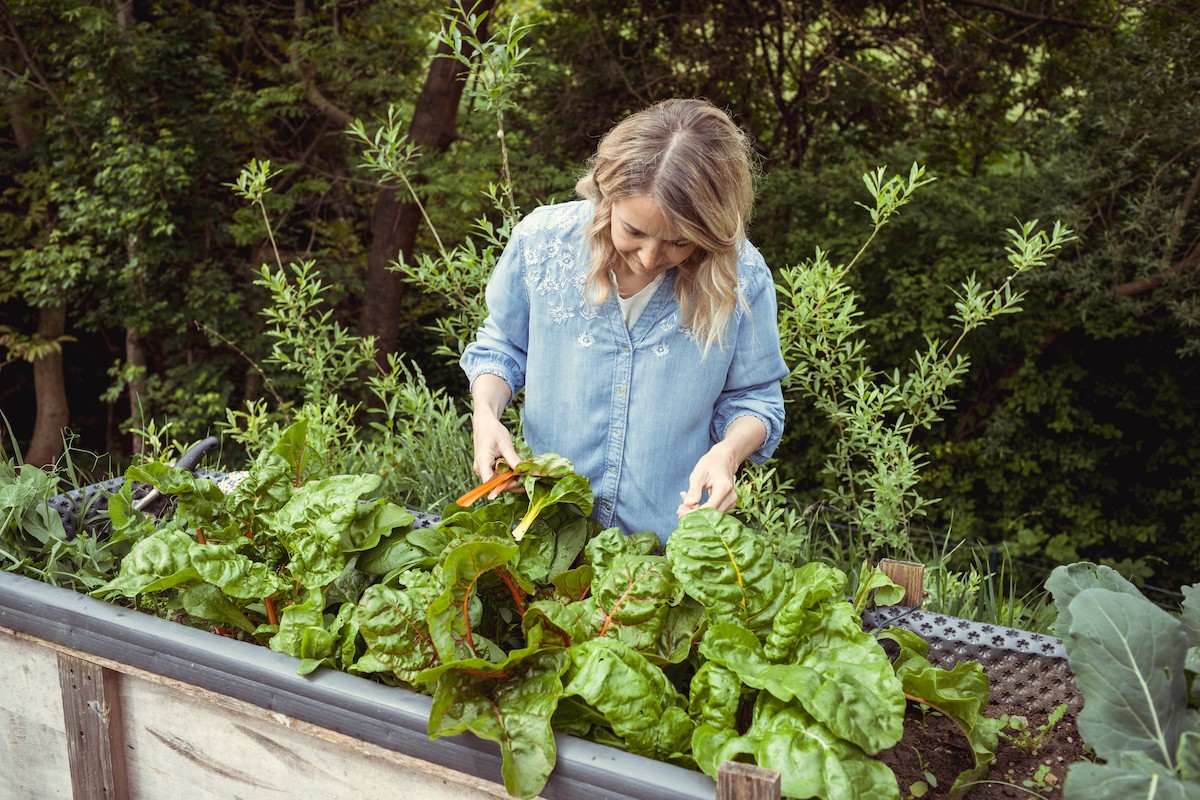 A woman harvesting chard from her raised vegetable garden bed