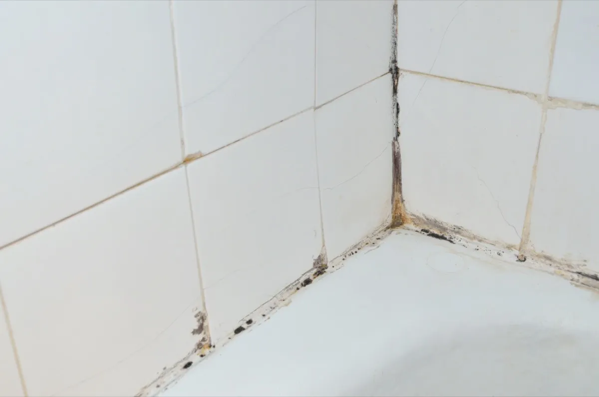 mold or mildew in corner of white tile shower