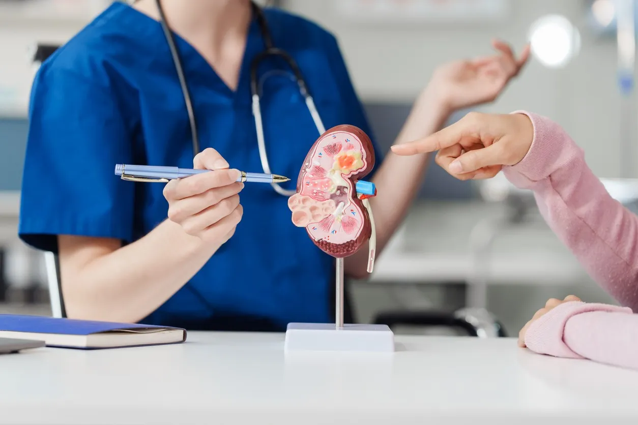 A close up of a doctor pointing at a model of a kidney