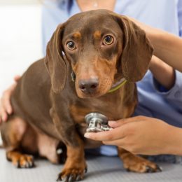 I'm a Veterinarian, and I'd Never Own These 5 Dog Breeds: "Not a Dog, This is a Machine"