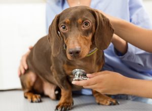 I'm a Veterinarian, and I'd Never Own These 5 Dog Breeds: "Not a Dog, This is a Machine"