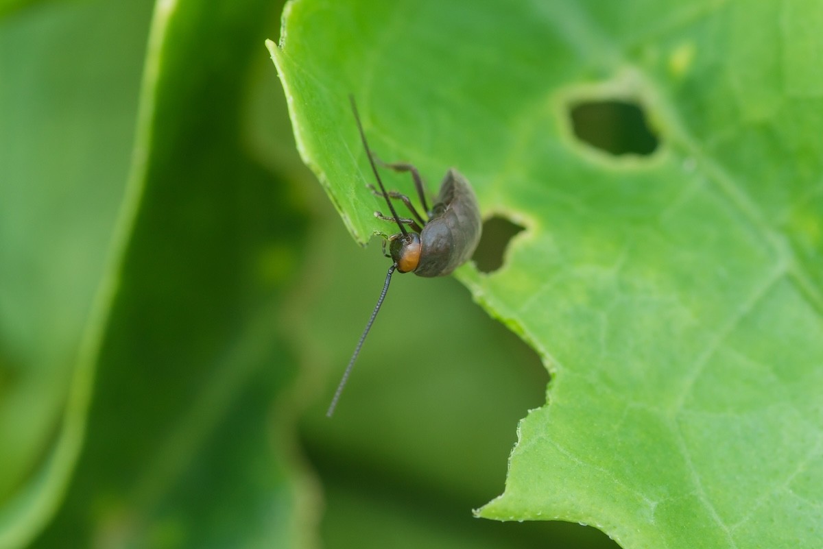 Scientists Say Cockroach Milk Is the Next Superfood—Could You Soon Be Drinking It?