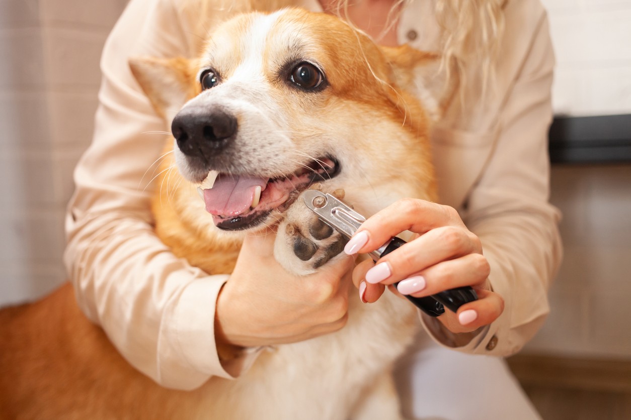 A woman clipping a corgi dog's nails