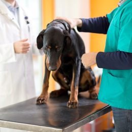 Veterinarian Reveals 5 Dog Breeds She'd Never Own: "Causes a Lot of Problems"