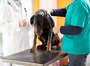 Veterinarian Reveals 5 Dog Breeds She'd Never Own: "Causes a Lot of Problems"