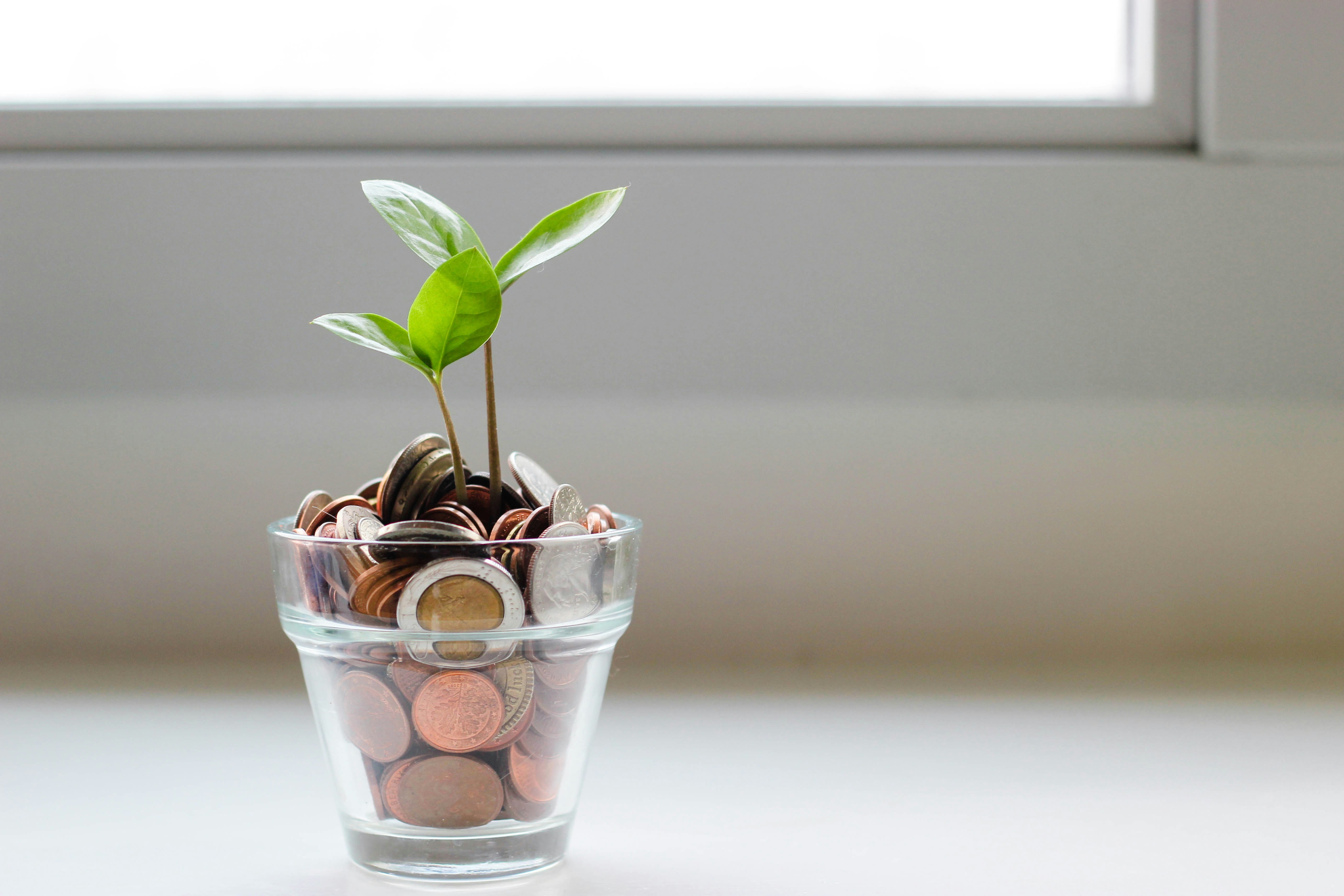 a plant with coins representing growth of money