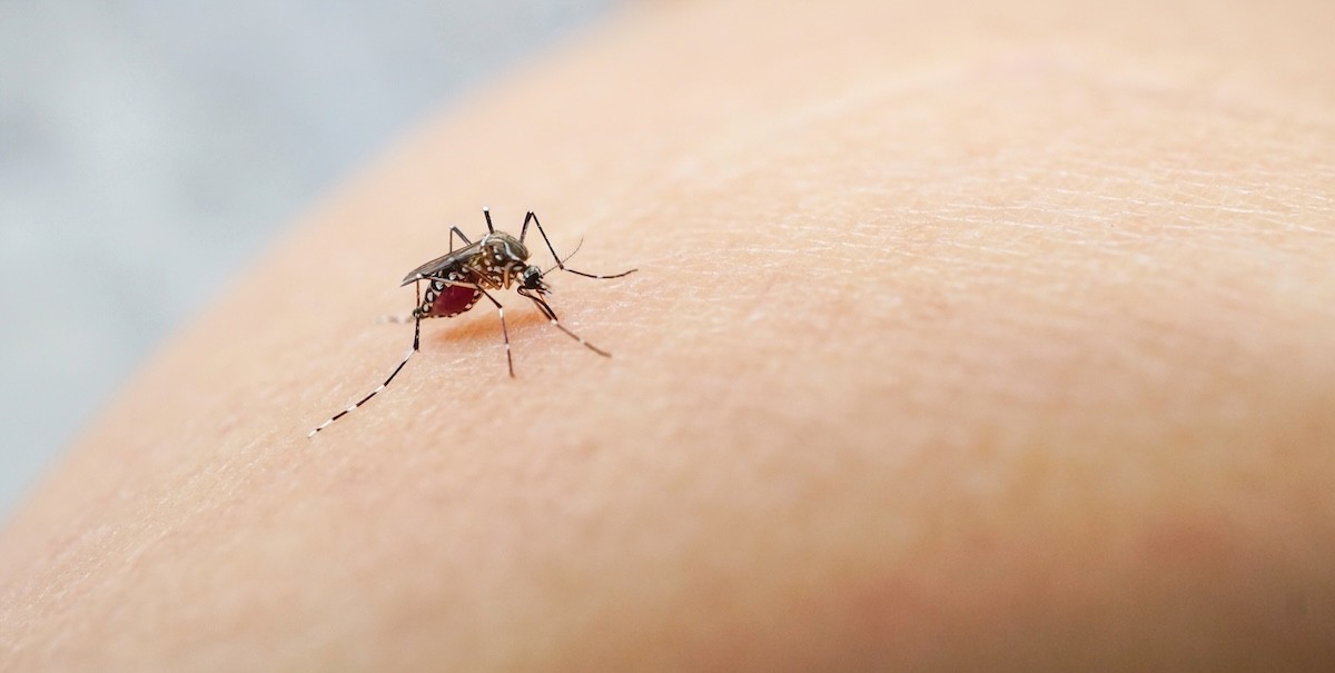 CDC Warns Dengue Cases Are Rising in the U.S.—How to Protect Yourself