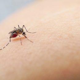 CDC Warns Dengue Cases Are Rising in the U.S.—How to Protect Yourself