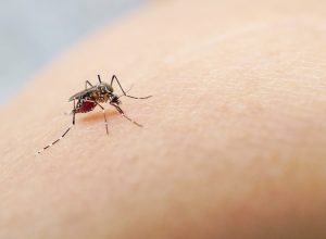 CDC Warns Dengue Cases Are Rising in the U.S.—How to Protect Yourself