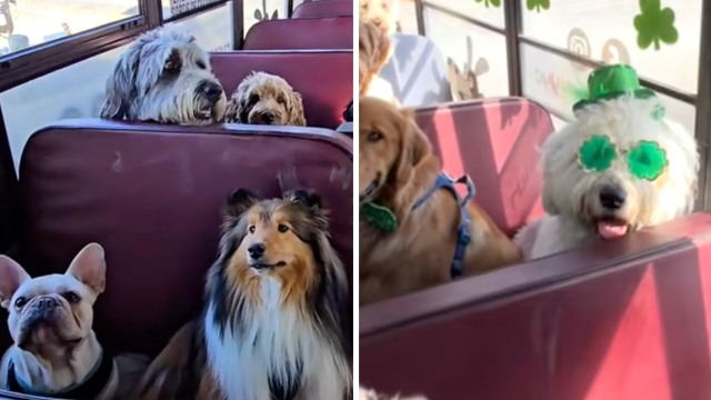 Puppy Pickup: These Adorable Doggy School Buses Are Revolutionizing Pet Daycare