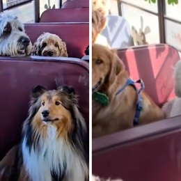 Puppy Pickup: These Adorable Doggy School Buses Are Revolutionizing Pet Daycare