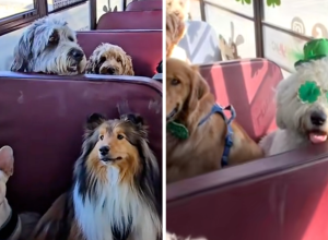 Puppy Pickup: These Adorable Doggy School Buses Are Revolutionizing Pet Daycare