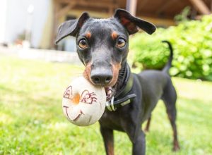 Veterinarian Nurse Reveals the 5 Sassiest Dog Breeds—Prepare for Attitude