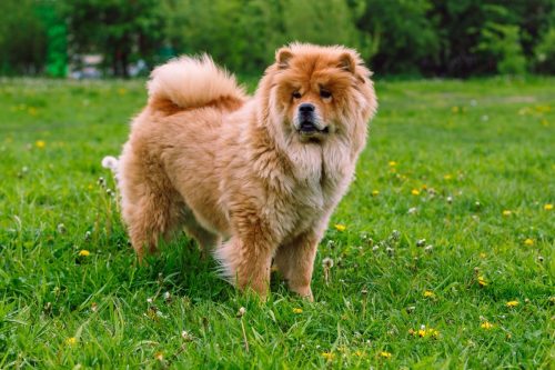 Chow chow dog outside in the grass