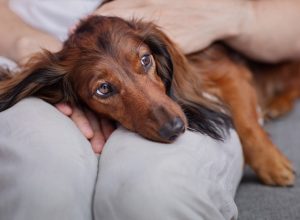 Vet Tech Reveals 8 Dog Breeds With the Worst Health Problems: "I'd Never Own Them"