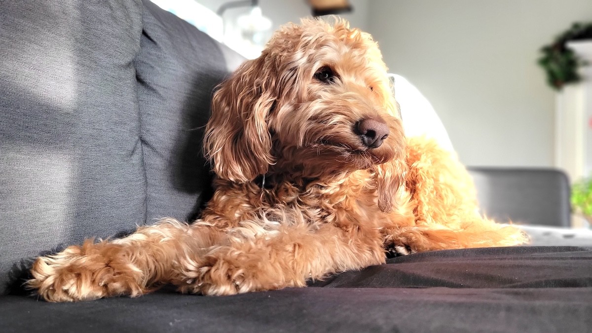 I'm a Veterinarian, and I'd Never Own These 5 Dog Breeds: "They Want to Bite Your Face Off"