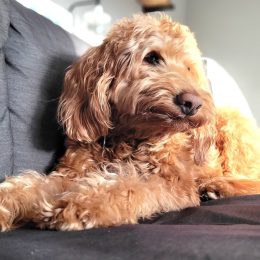 I'm a Veterinarian, and I'd Never Own These 5 Dog Breeds: "They Want to Bite Your Face Off"