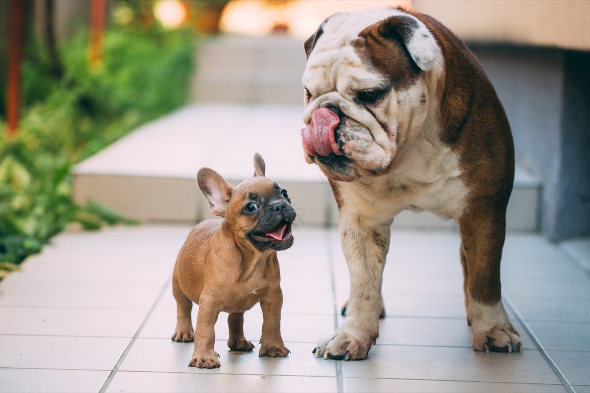 English bulldog playing with a French bulldog.