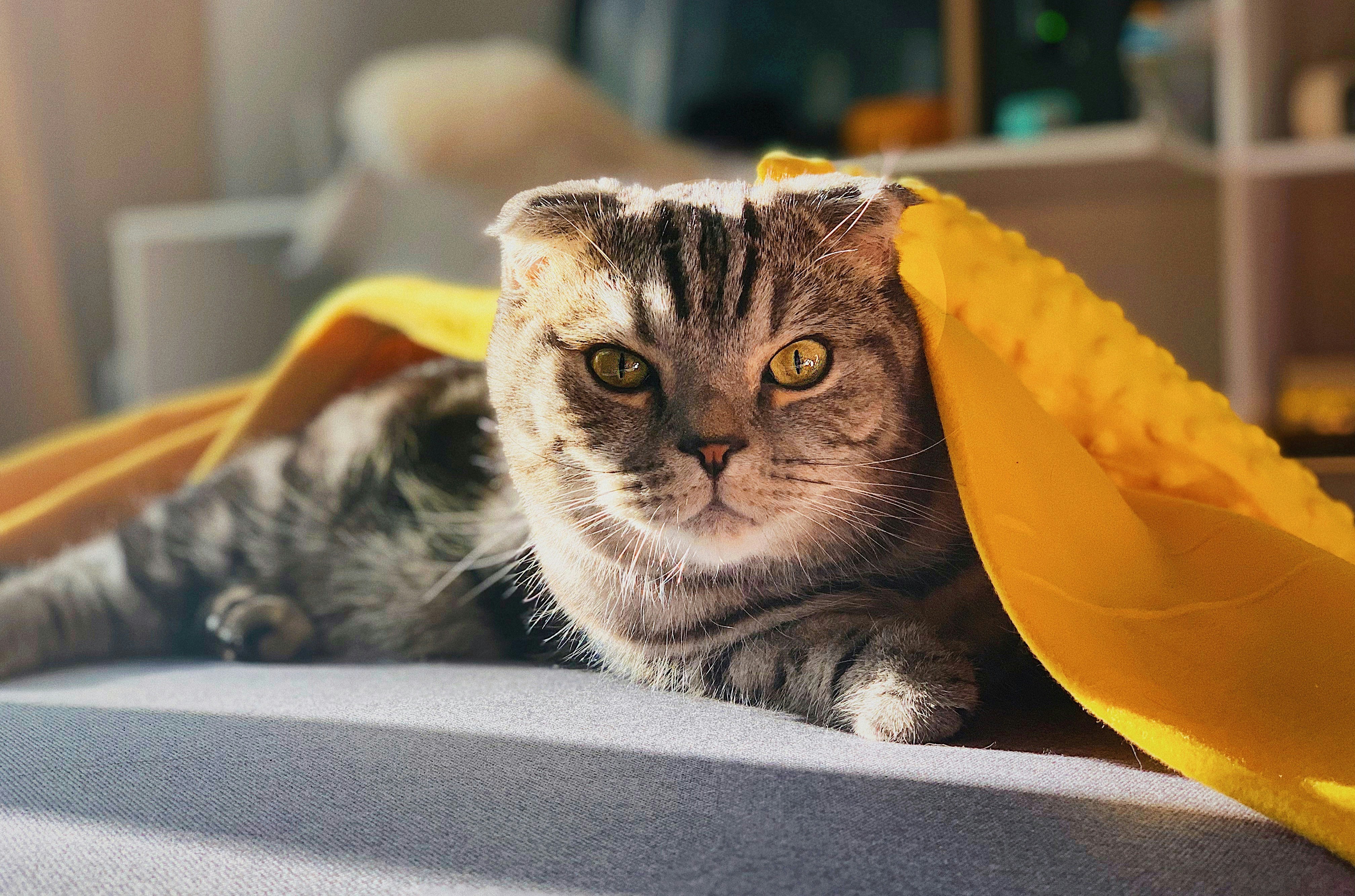 a cat wakes up in the morning with a blanket