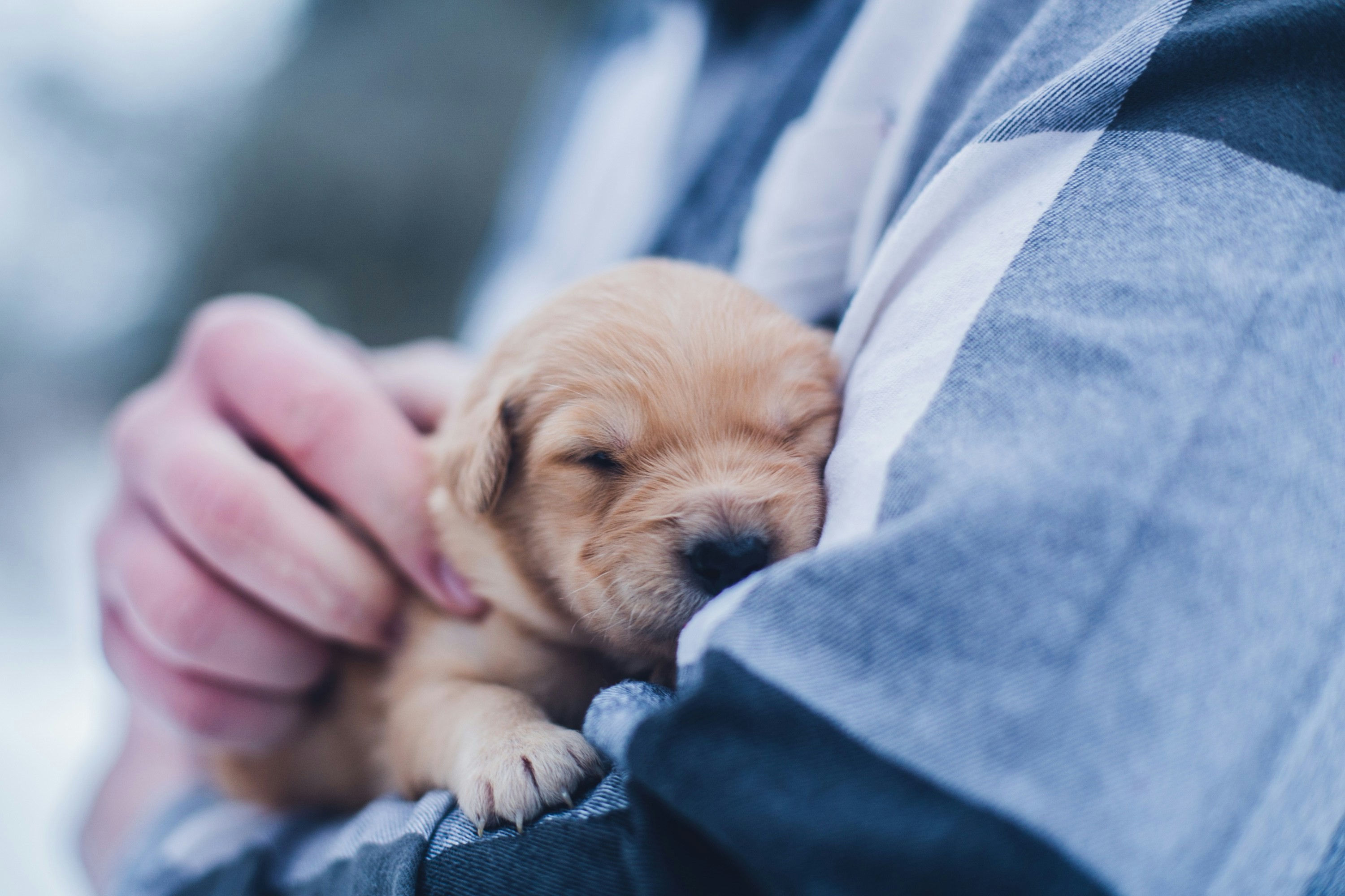 The 5 Biggest Benefits of Sleeping With Your Pet