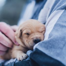 The 5 Biggest Benefits of Sleeping With Your Pet