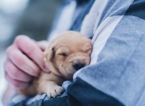 The 5 Biggest Benefits of Sleeping With Your Pet
