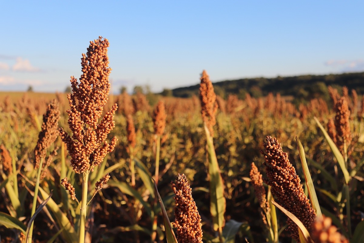 sorghum field