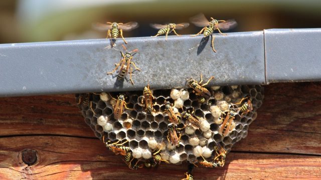 8 Things Attracting Wasps to Your Yard, Experts Say