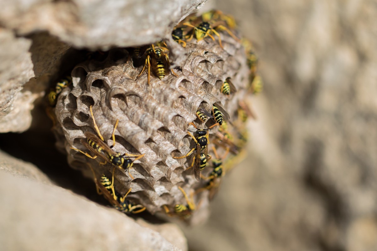 Wasp Nest Outside