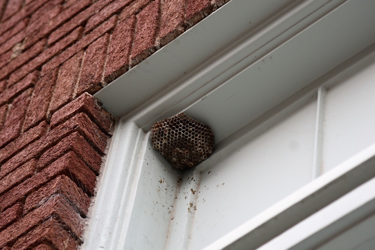 wasp nest in the corner of home