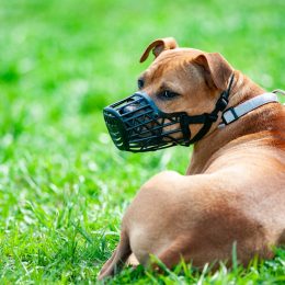 10 Most Dangerous Dog Breeds, Study Reveals—Including a Popular Family-Friendly Dog