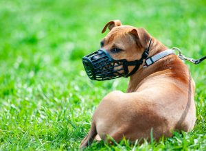 10 Most Dangerous Dog Breeds, Study Reveals—Including a Popular Family-Friendly Dog