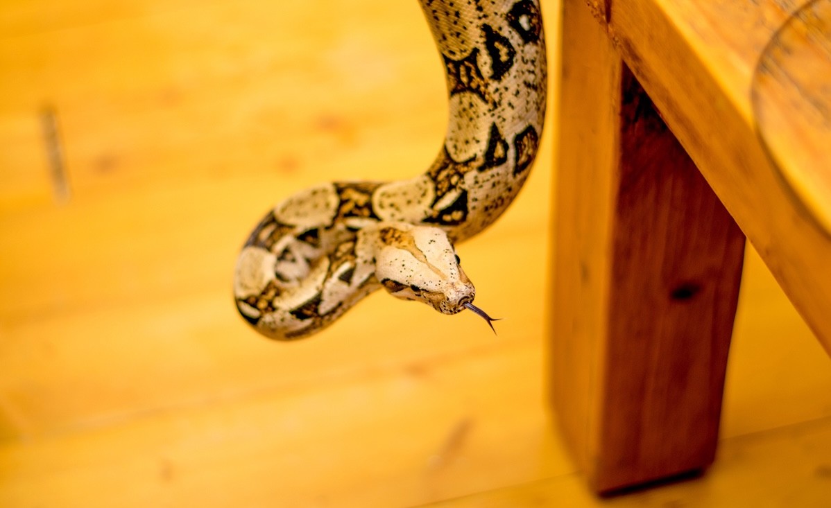 The First Place You Should Check for a Snake in Your Home, Experts Say