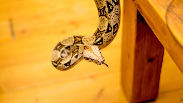 The First Place You Should Check for a Snake in Your Home, Experts Say