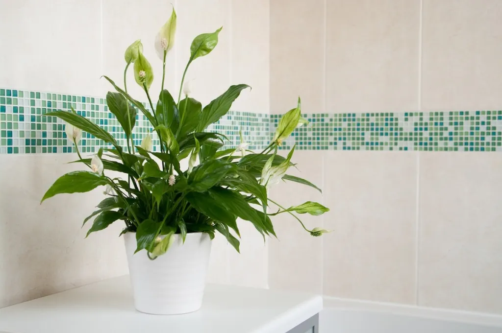 peace lily plant in a bathroom