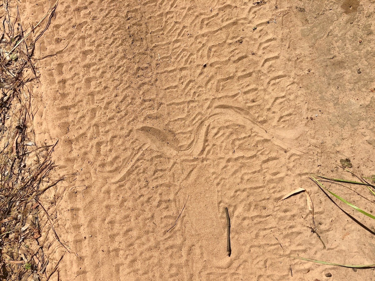 outline of a snake is seen on a dirt, sandy road with tire tracks