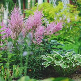10 Easy Outdoor Plants That Don't Need Sunlight