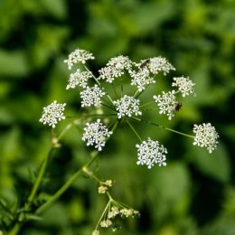 23 Highly Poisonous Plants Hiding in Your Backyard, Experts Say
