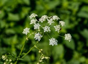 23 Highly Poisonous Plants Hiding in Your Backyard, Experts Say