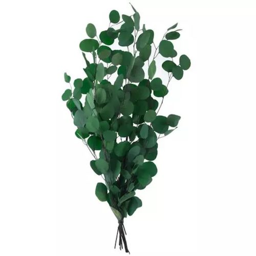 eucalyptus Hobby Lobby