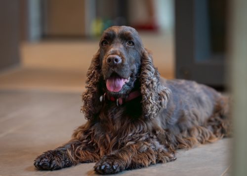 Brown Cocker Spaniel sitting on floor