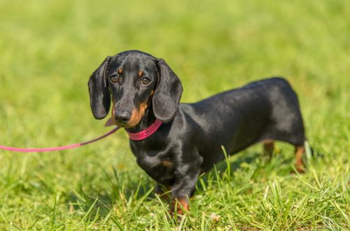 black Dachshund in the grass