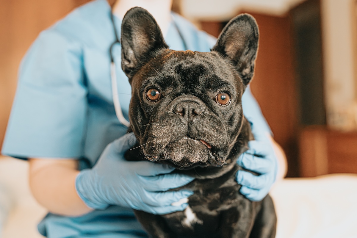 vet holding a French bulldog