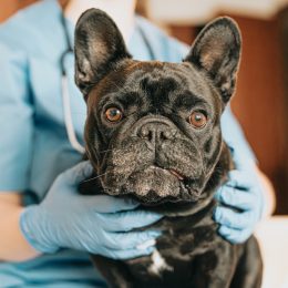 vet holding a French bulldog