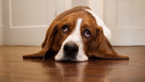basset hound laying on a hardwood floor rolling its eyes