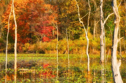Beaver Marsh in Cuyahoga Valley National Park amid autumn colors