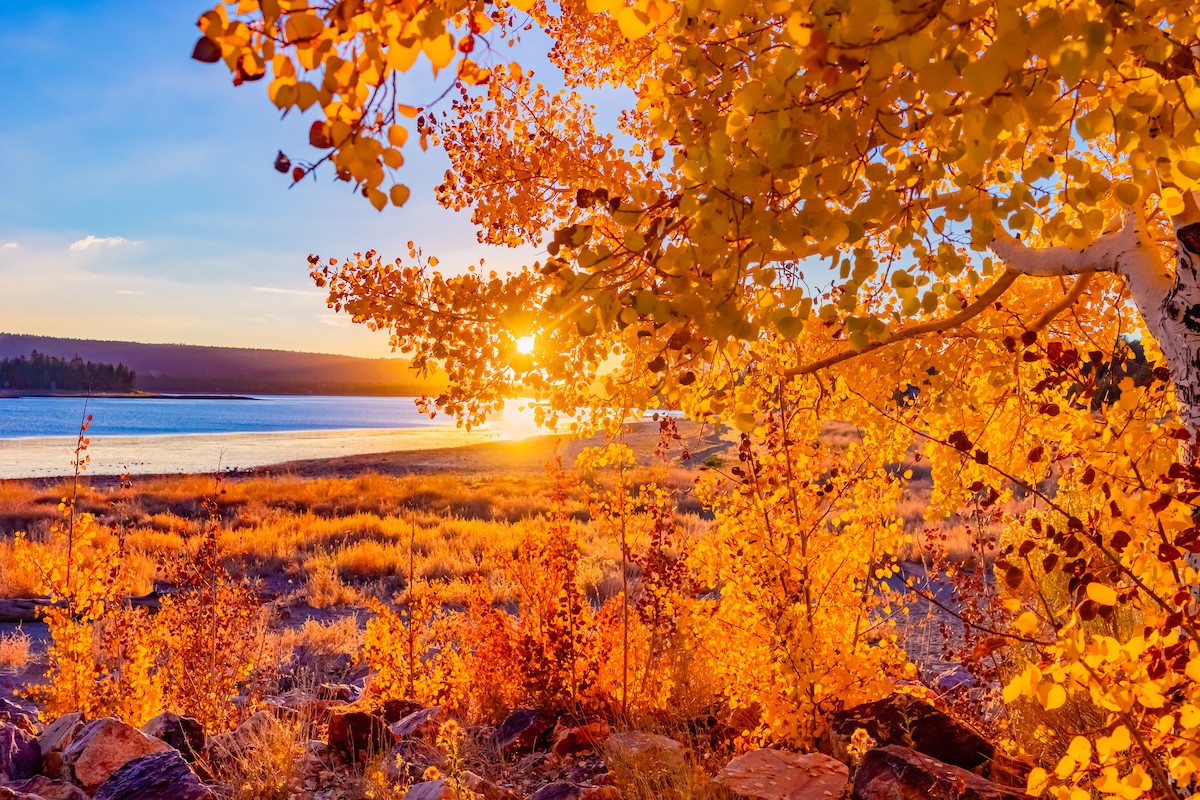 An Aspen in fall color is back lit with a sun burst as it grows on the shore of Big Bear Lake in Southern California.