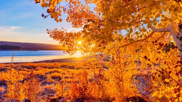 An Aspen in fall color is back lit with a sun burst as it grows on the shore of Big Bear Lake in Southern California.