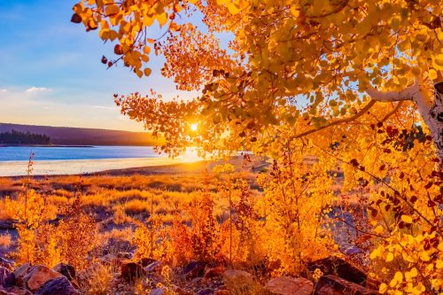 An Aspen in fall color is back lit with a sun burst as it grows on the shore of Big Bear Lake in Southern California.