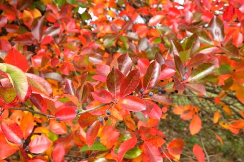 closeup of fall colors on the leaves of a black tupelo tree